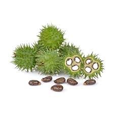 Castor oil manufacturers | castor oil products | Runzoer india | castor oil manufacturers in Gandhinagar | castor oil manufacturers in india